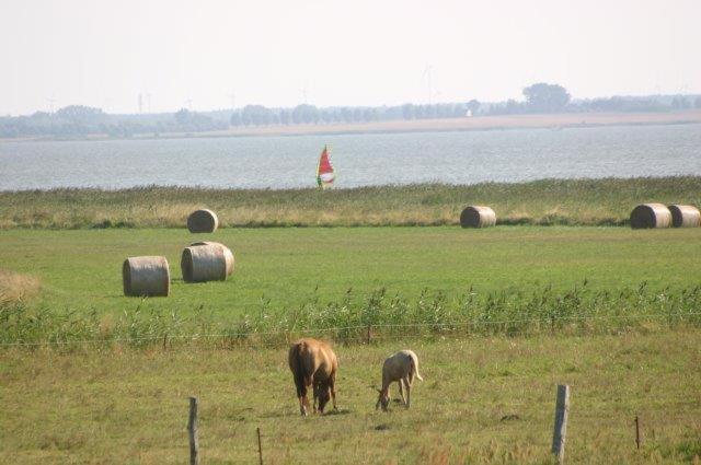 Boddenkieker Born